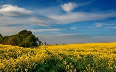 Co sprawdzić przed zakupem działki pod budowę domu? Praktyczna checklista